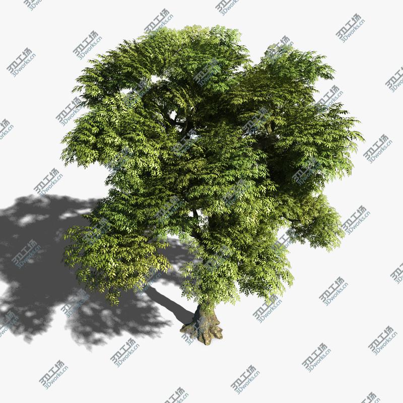 images/goods_img/20210313/Ash Tree/3.jpg